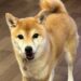Fひろみさんの愛犬