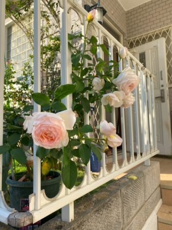 西宮・苦楽園にあるリラクゼーションサロンかくれ家の庭|薔薇と芝生に囲まれた癒しの空間