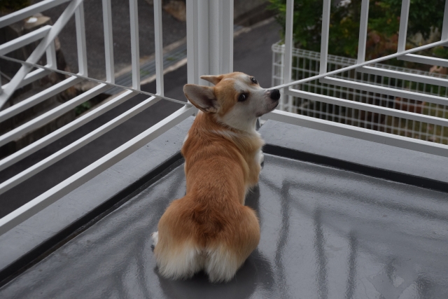 「振り返るコーギーのふく