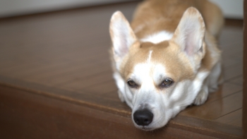 玄関でお迎えするコーギー犬のふく