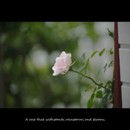 alt="夙川・苦楽園で癒しの時間を提供するリラクゼーションサロンかくれ家のバラの花"