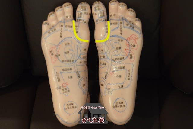 親指のつけ根にある甲状腺の反射区
