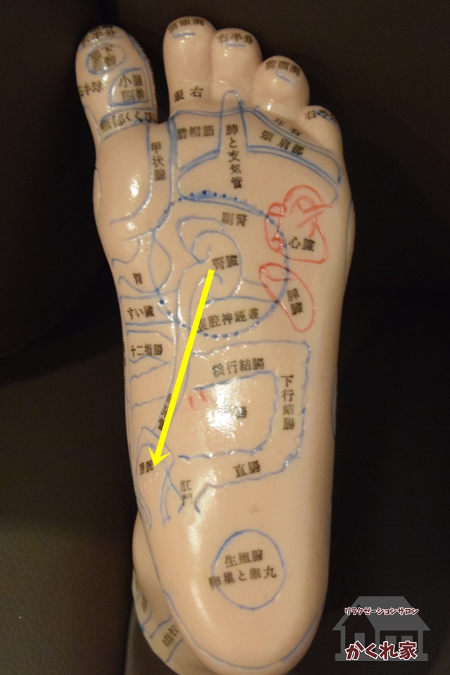 どこを揉む場合でも最夜はこの腎臓から膀胱。膀胱から尿道をほぐしてあげてくださいね。①
