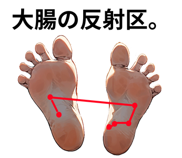 大腸の反射区
