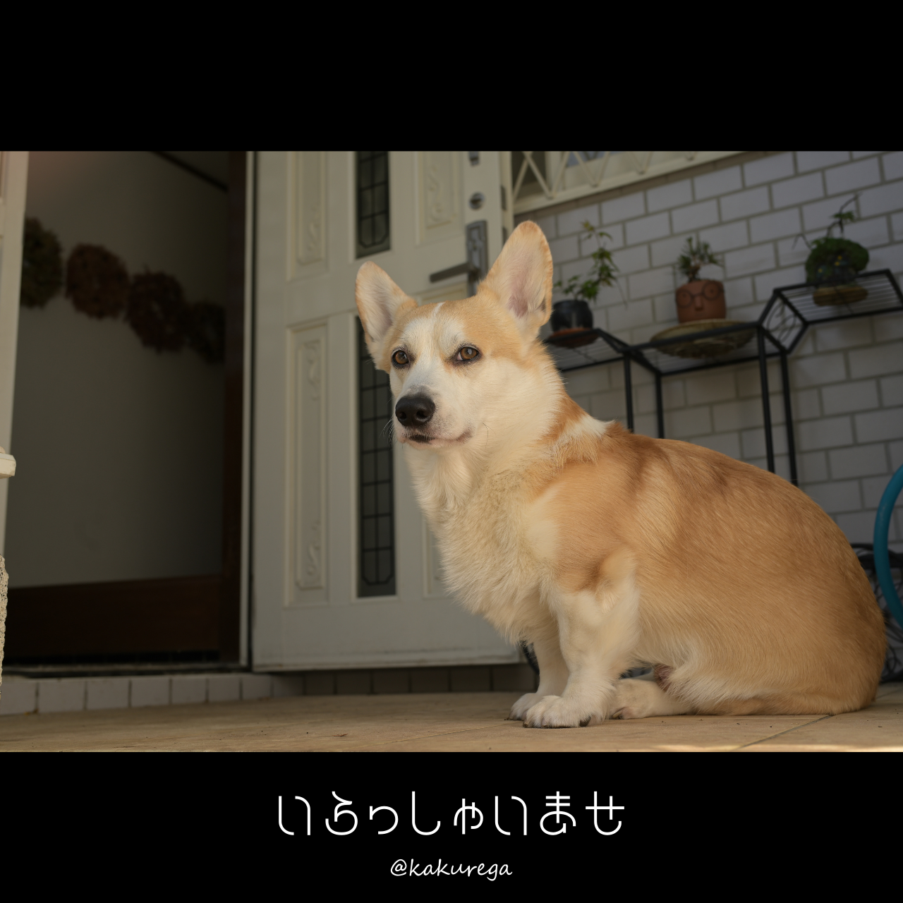看板犬ふくのご挨拶