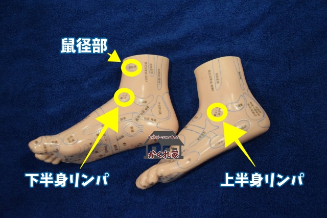 上半身、下半身リンパの反射区