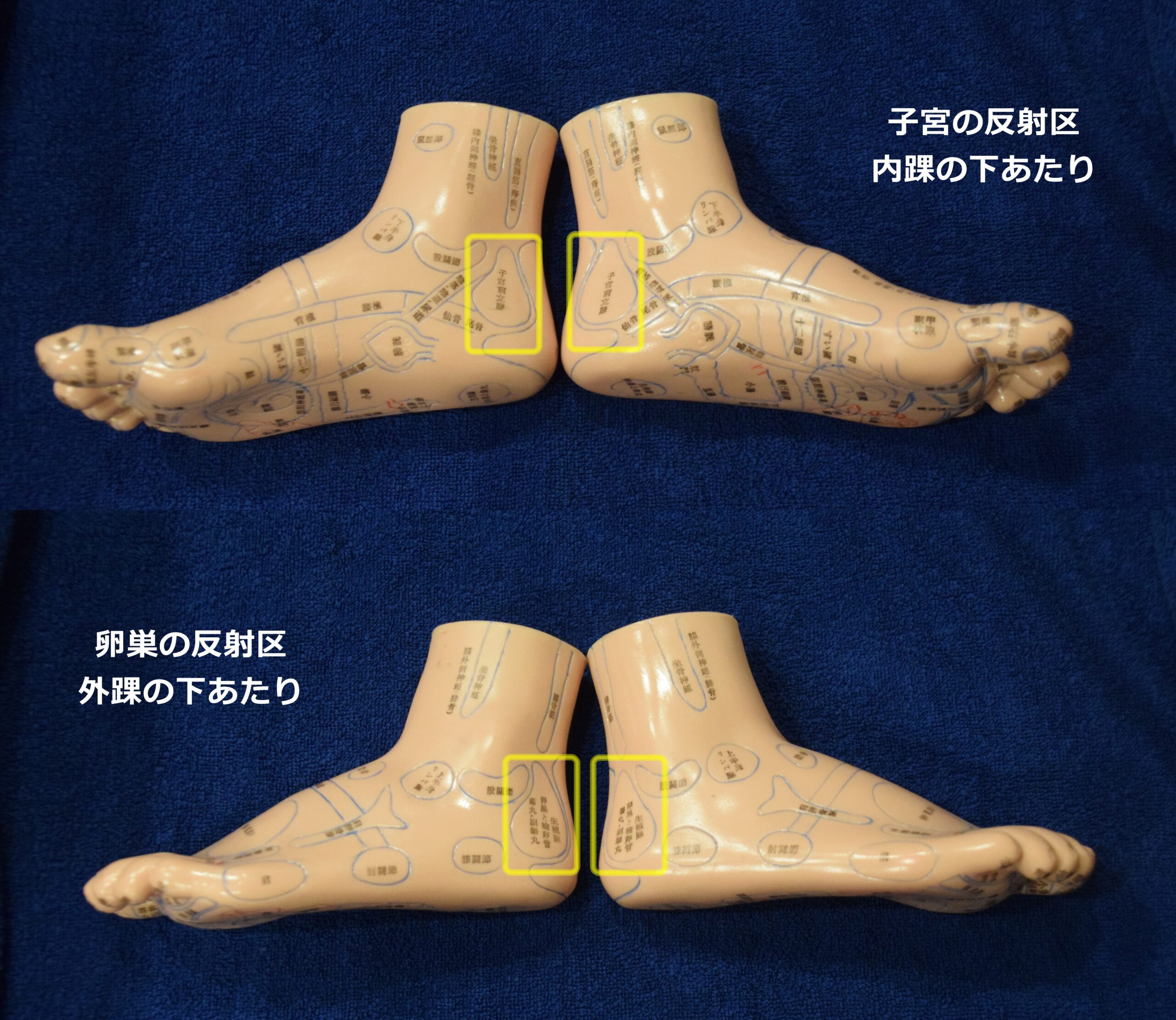子宮・卵巣の反射区画像