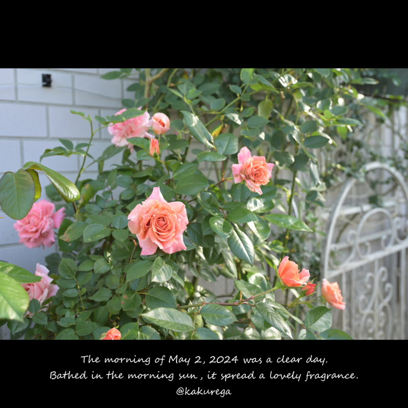 今日もバラが綺麗です。