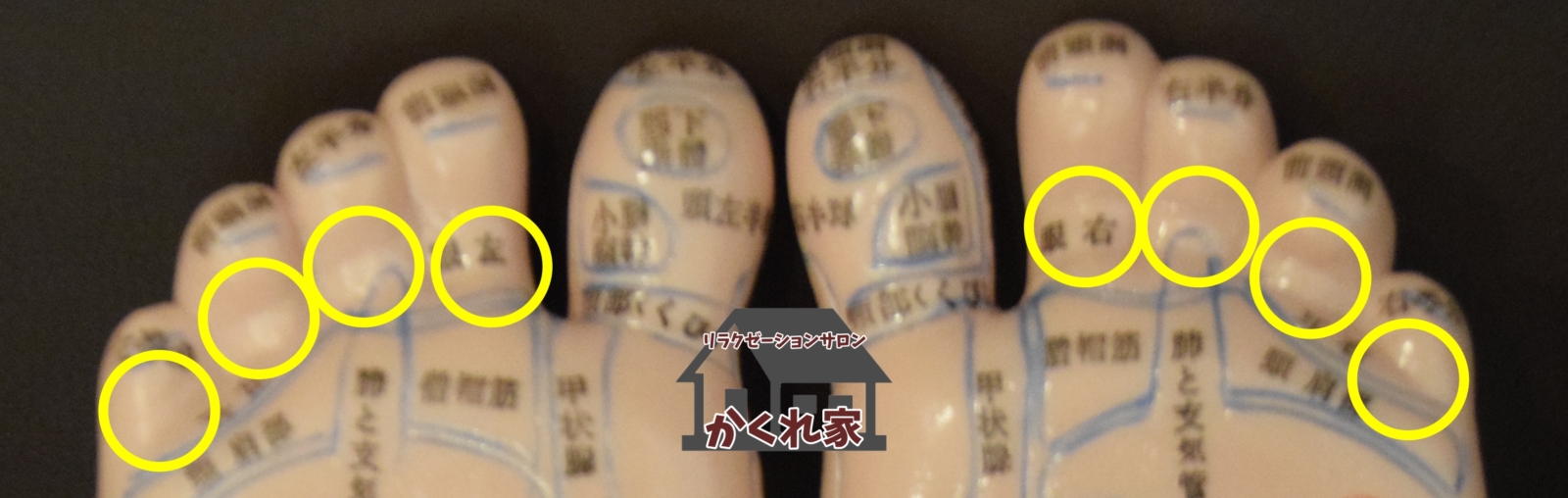 目・耳の反射区