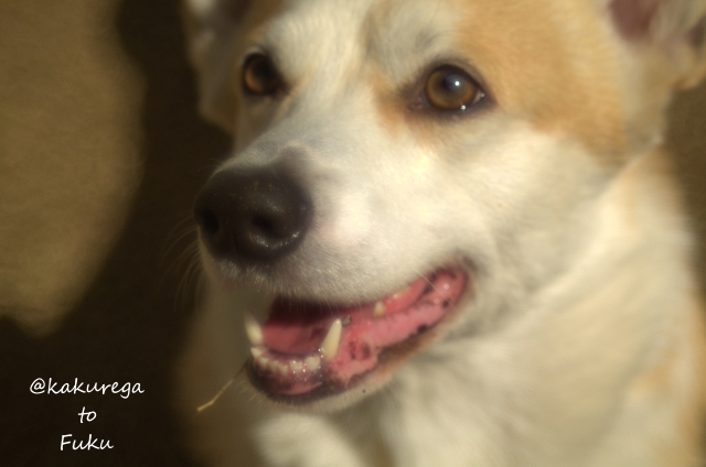 リラクゼーションサロンかくれ家の看板犬ふく。人懐っこい笑顔でお出迎え