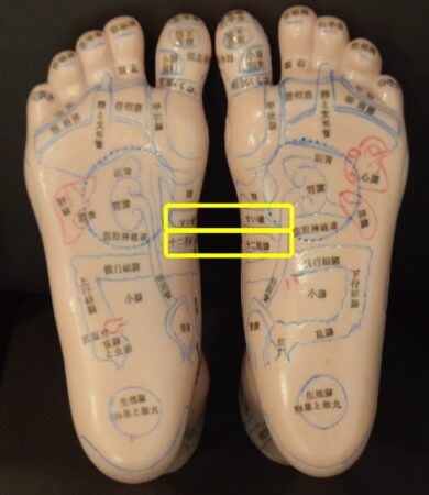 膵臓・十二指腸の反射区