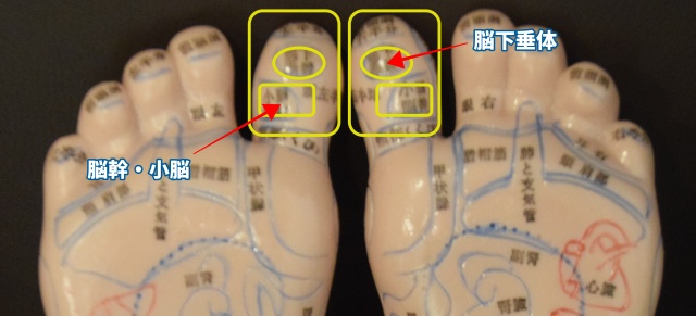 親指全体の反射区