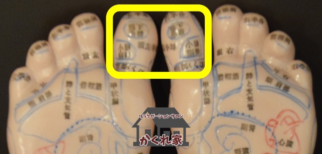 親指全体。