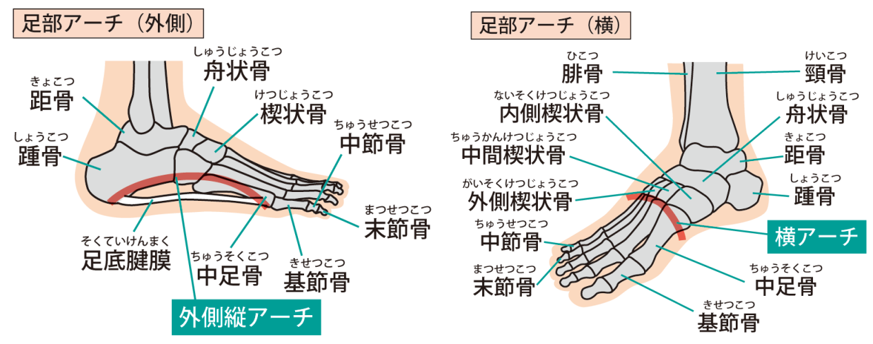 足のアーチ