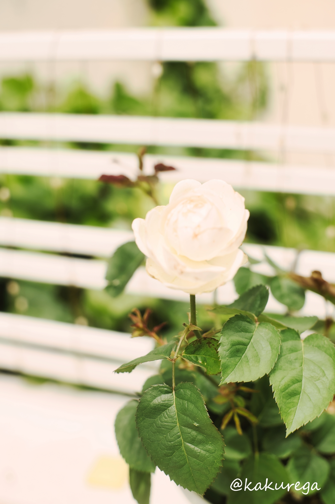 あなたに見せたくて
1輪だけ咲かせました。