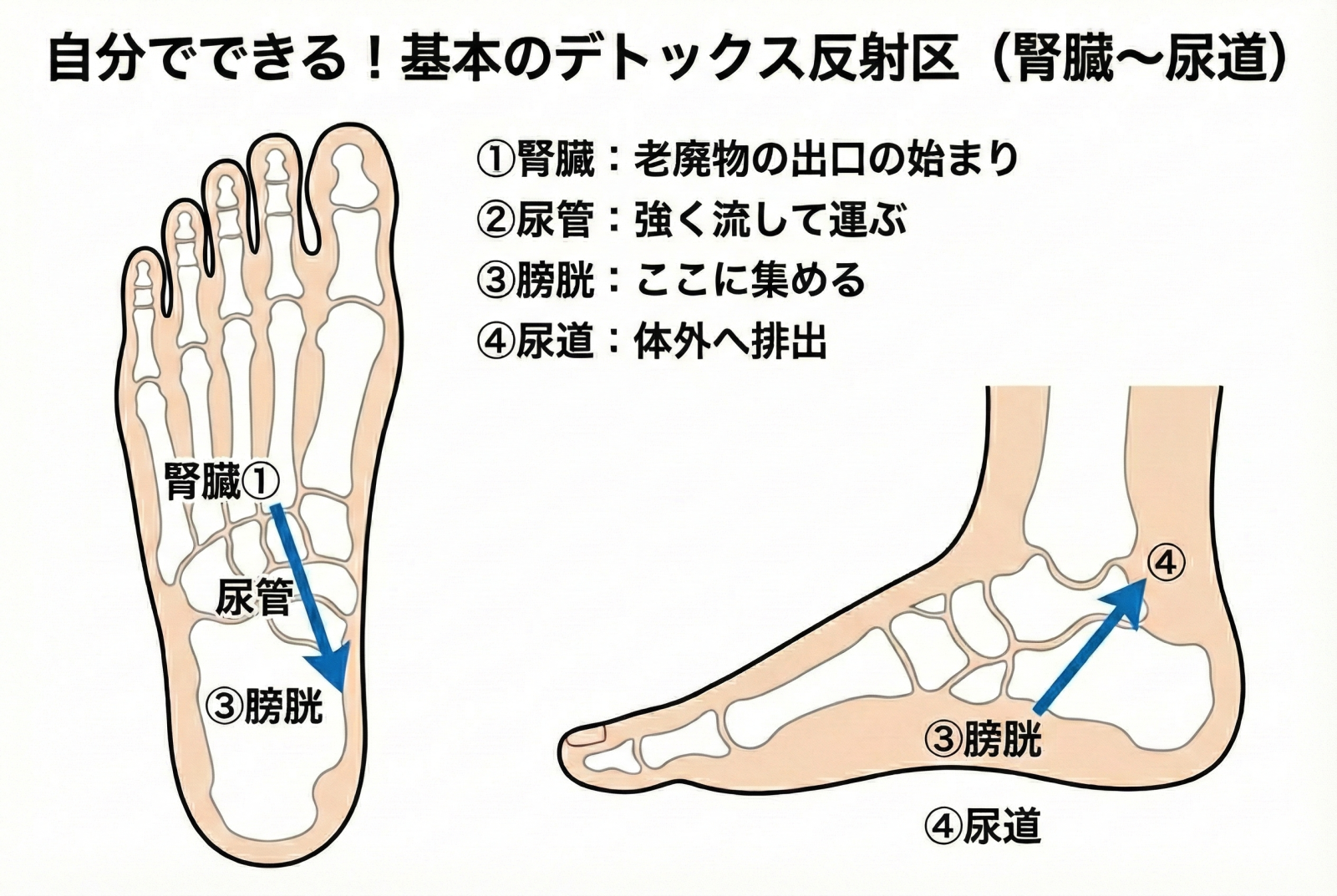 腎臓→尿管→膀胱→尿道