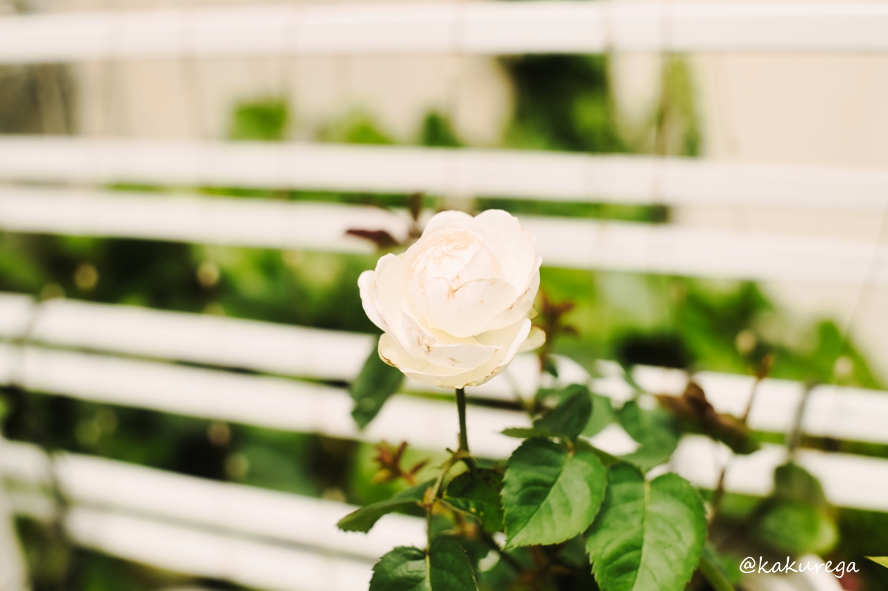 Kからいただいた、挿し穂から、セブンスターローズが可愛く咲いてくれました。