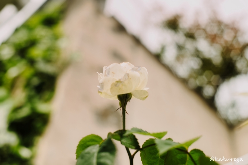 Kちゃん、咲いたよー♪