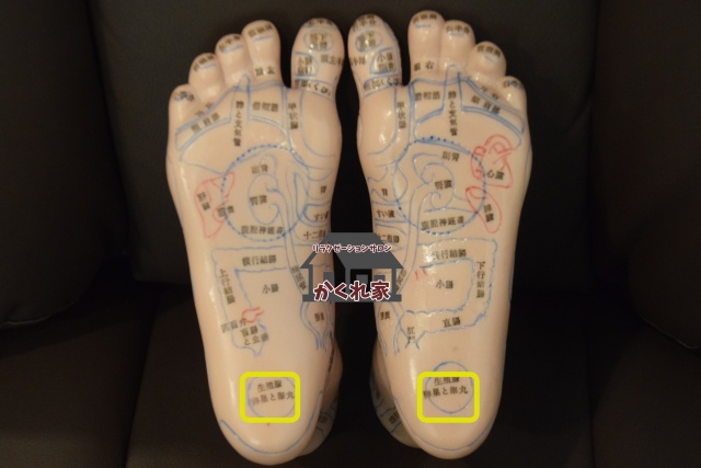 生殖腺の反射区