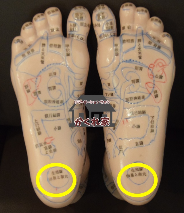 生殖腺の反射区