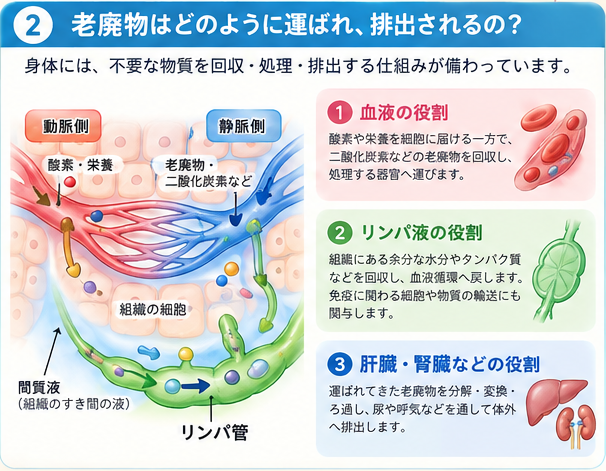 血液・リンパ液・肝臓・腎臓の役割を示す模式図