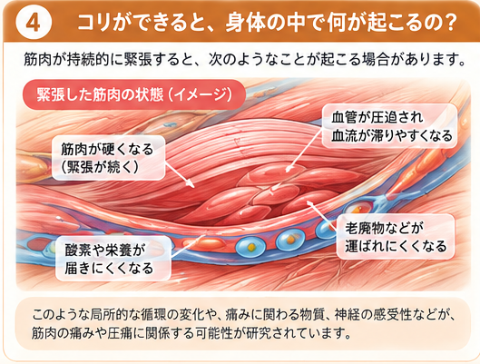 筋肉の持続的緊張と局所的な循環変化の模式図