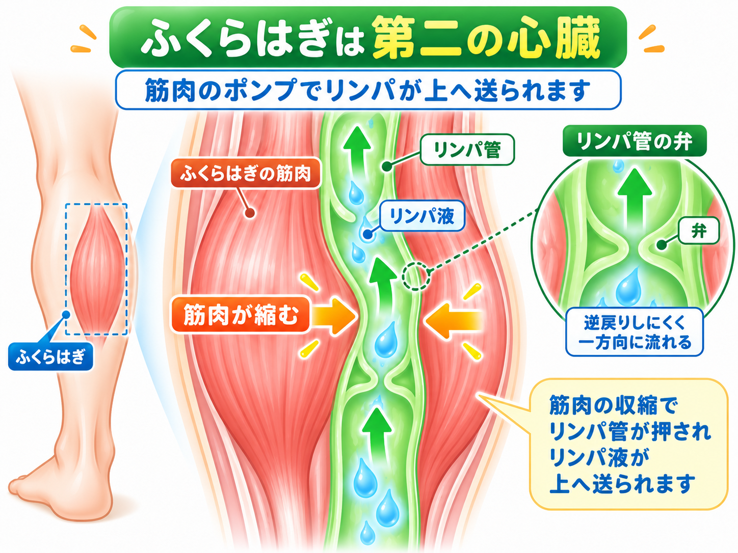 ふくらはぎの筋肉が縮むと、リンパ管が押されて上へ流れる図