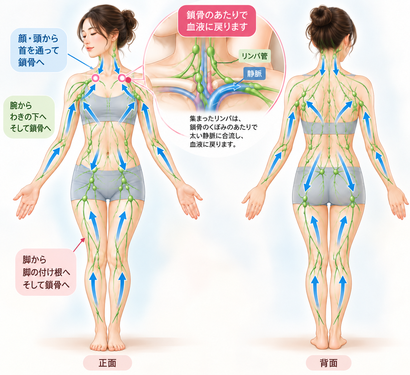 手足や頭から、からだの中心へ集まり、鎖骨のあたりがゴールになっている全身のリンパの流れ
