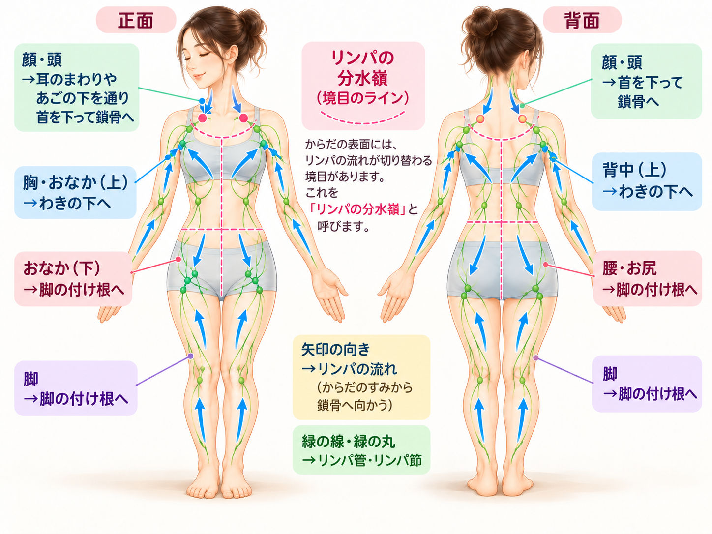 からだの前と後ろの図に、流れの向きの矢印と、境目の点線