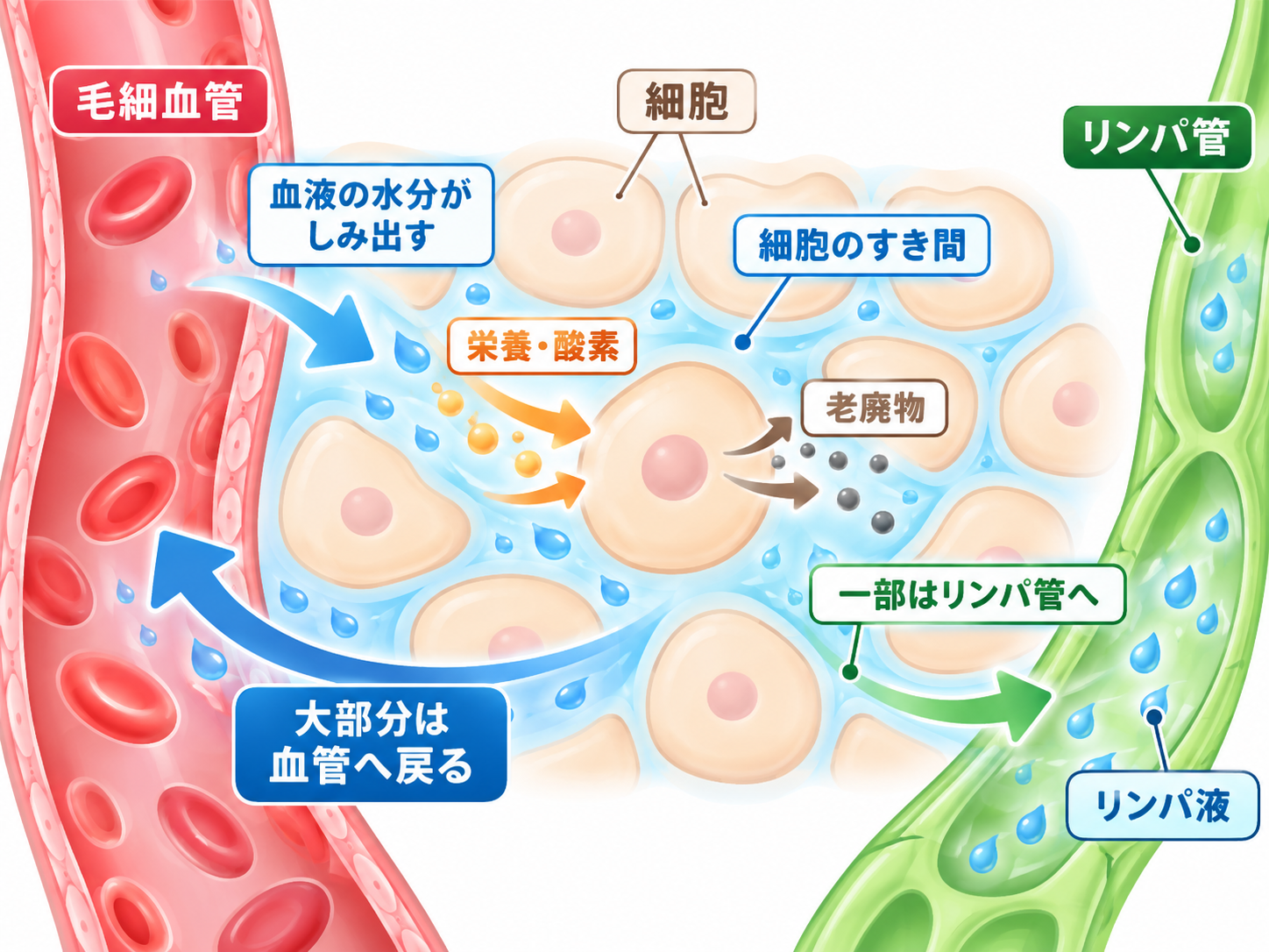 血管からしみ出した水が細胞のすき間をめぐり、大部分は血管へ、一部がリンパ管へ入る図