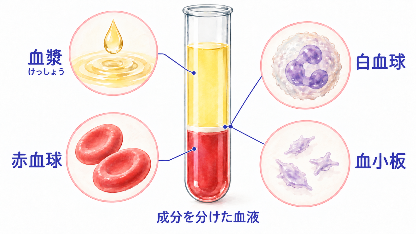 血液の4つの成分の図
