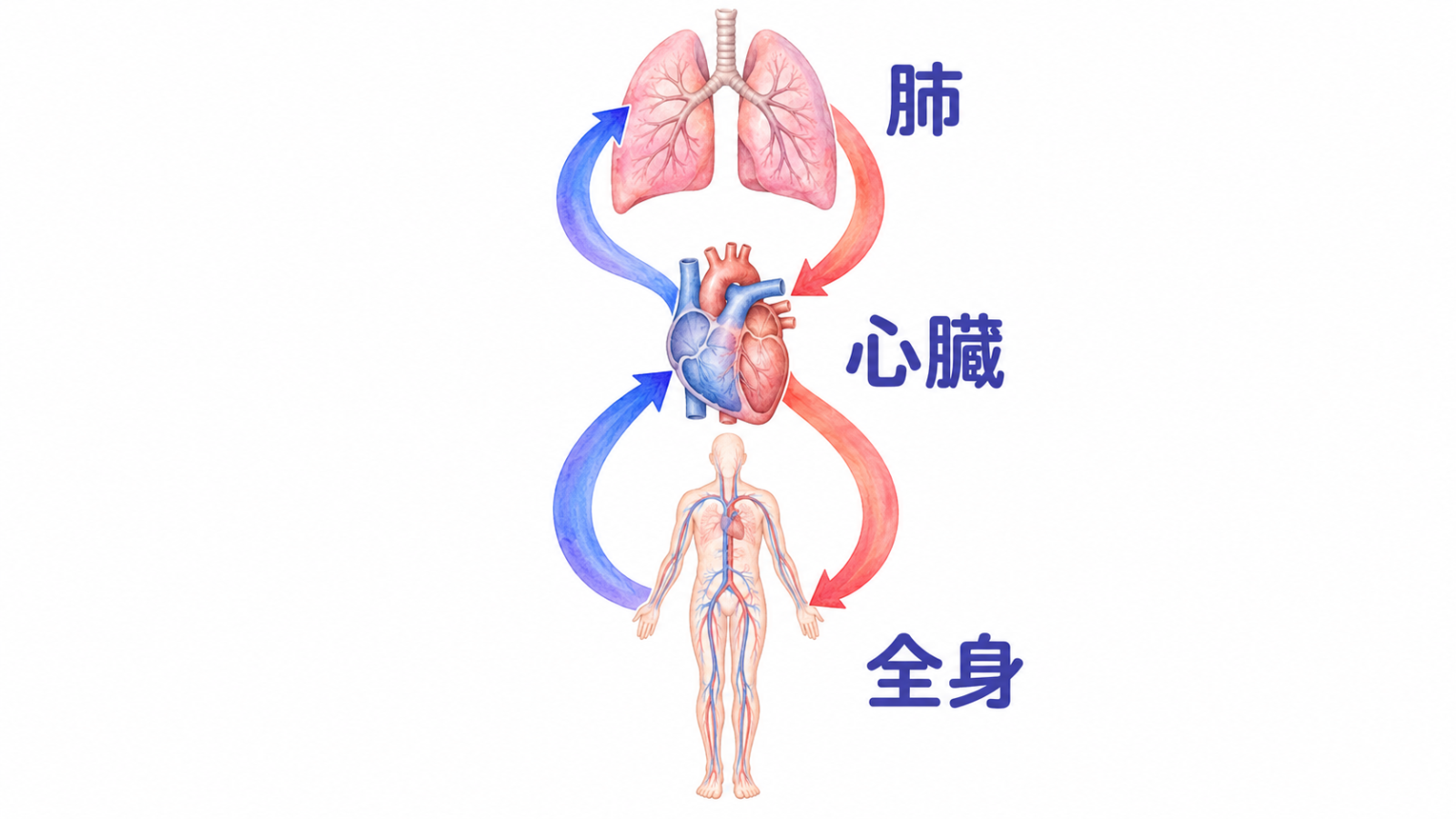 肺のコースと全身のコースが8の字につながる図