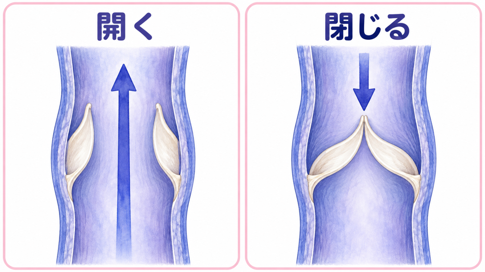 静脈の中の弁が、上へは開き、下へは閉じる図