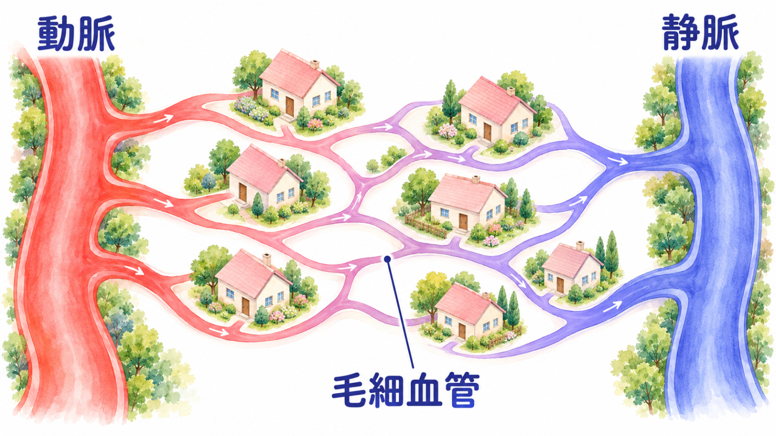 動脈・静脈・毛細血管を道路にたとえた図